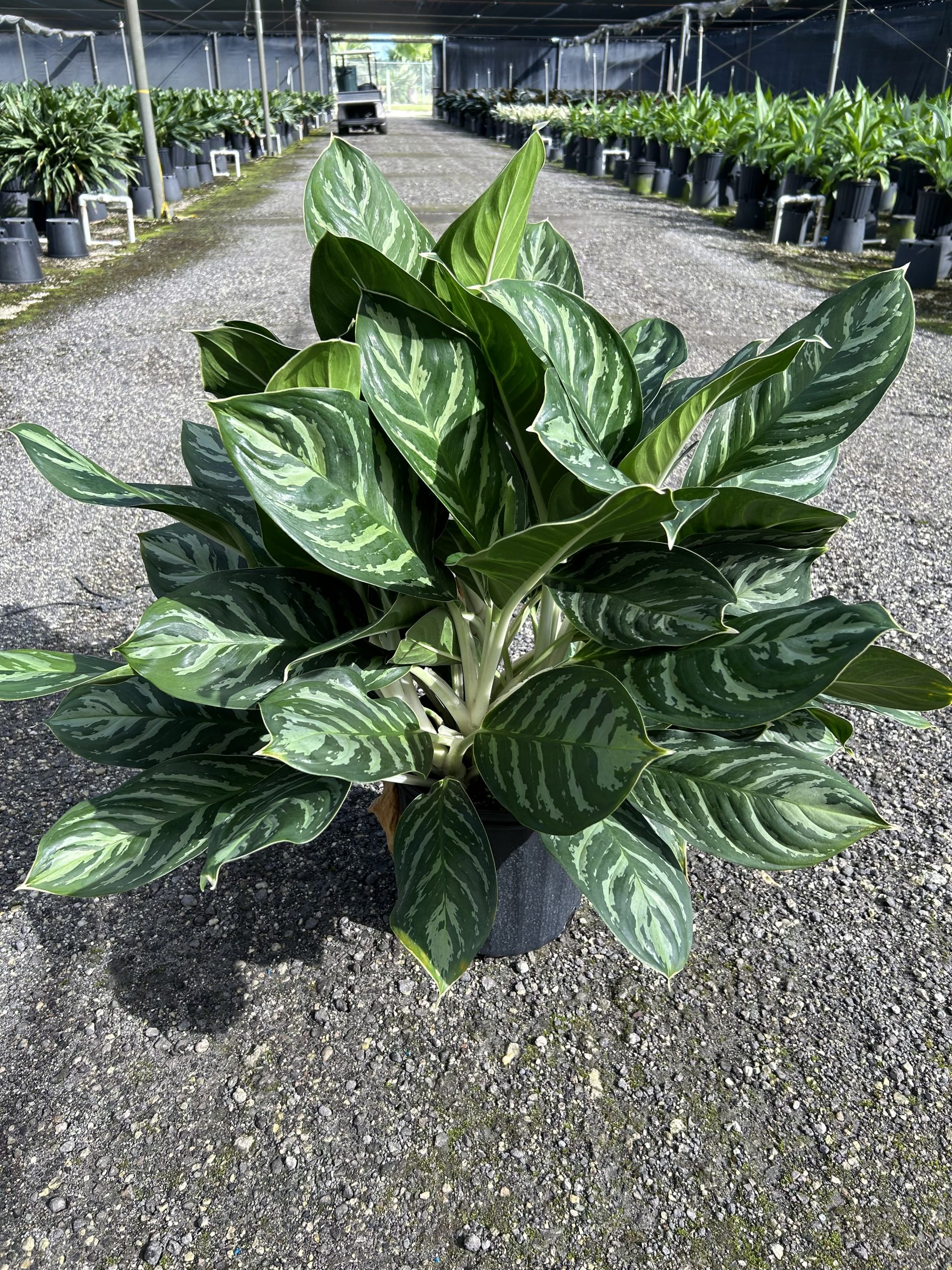 10″ Ag Legacy – Tri State Foliage In-House Availability