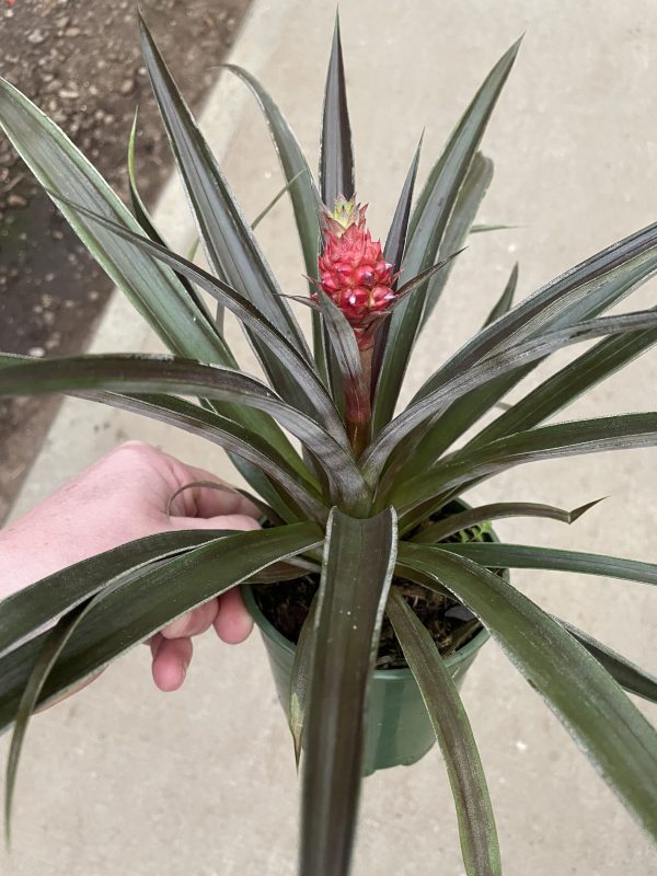 5" Pineapple Red